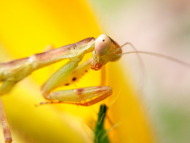 insect-invertebrate-no-person-mantis-nature picture material