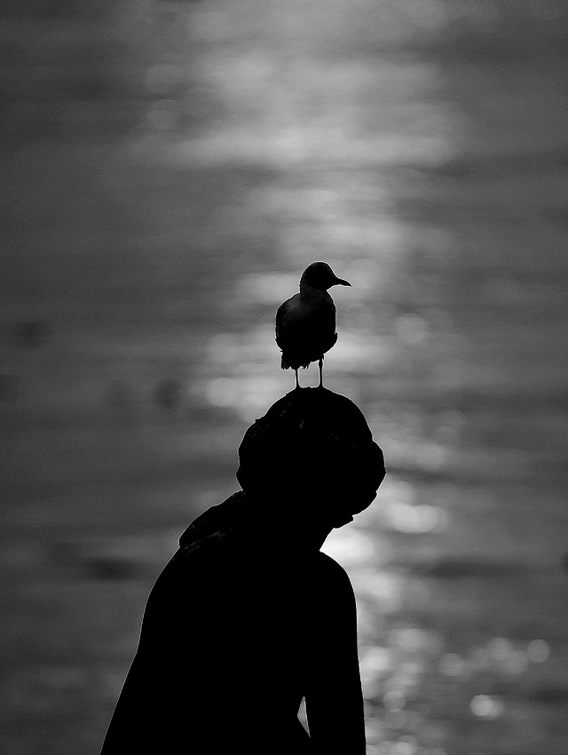 silhouette-bird-sunset-water-monochrome 图片素材