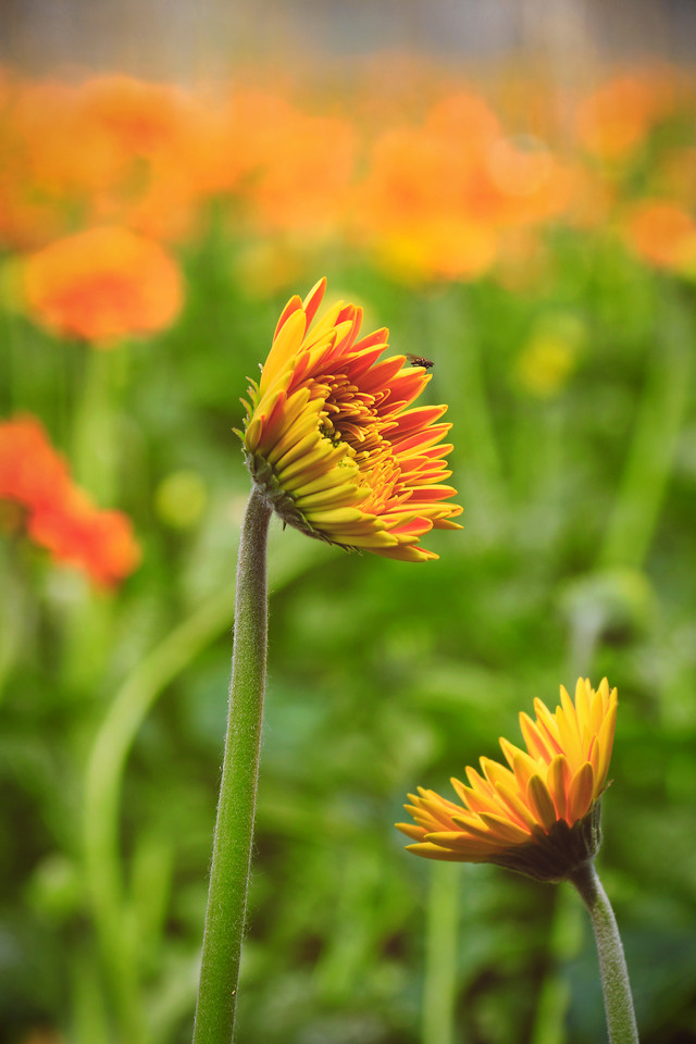 nature-no-person-flower-summer-flora 图片素材