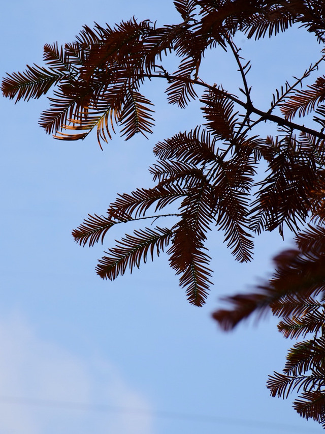 tree-nature-leaf-sky-no-person 图片素材