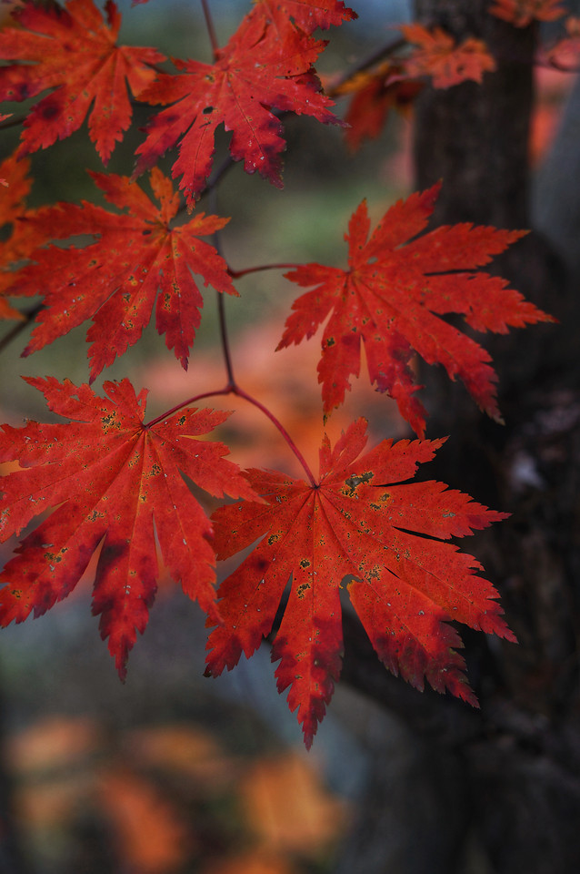 leaf-no-person-fall-nature-maple picture material