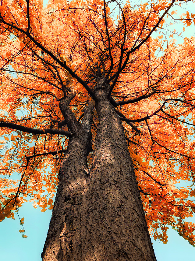 fall-tree-leaf-wood-branch picture material