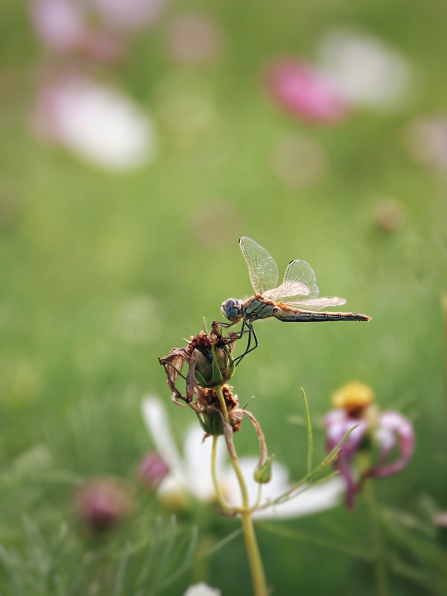 nature-insect-summer-leaf-garden picture material