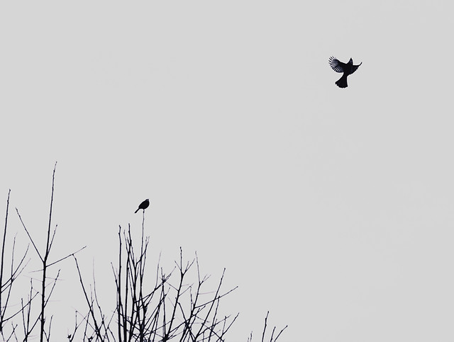 bird-sky-nature-flight-silhouette picture material