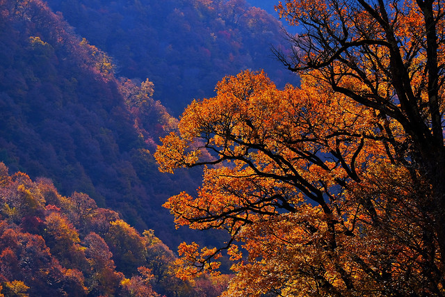 no-person-fall-tree-leaf-sky 图片素材