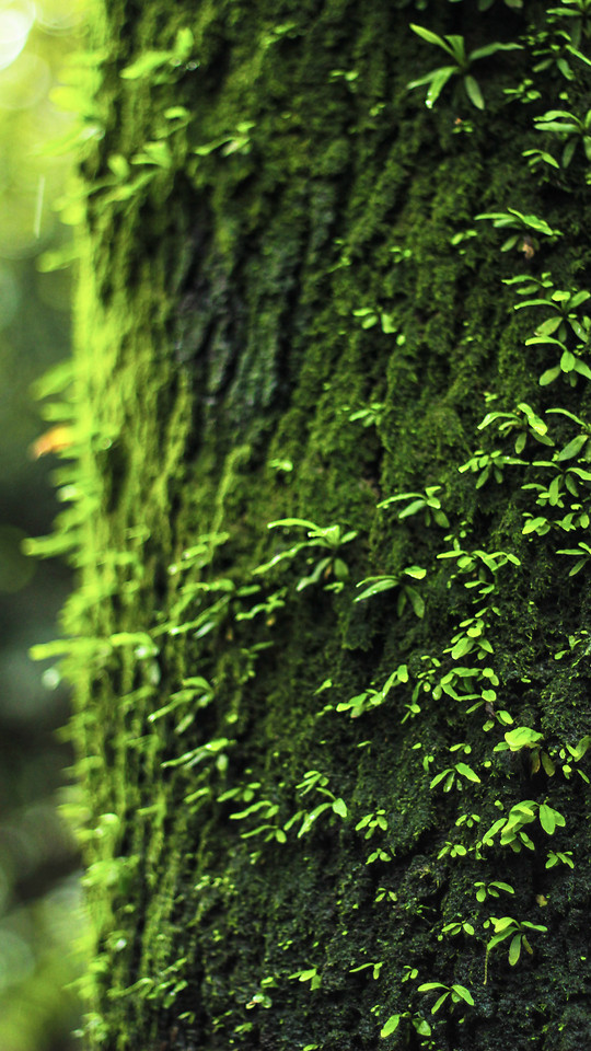 leaf-wood-tree-growth-flora 图片素材