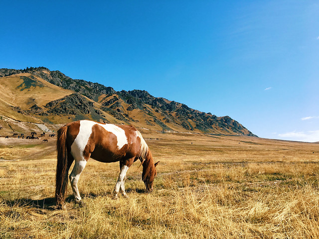 pasture-landscape-no-person-grass-farm 图片素材