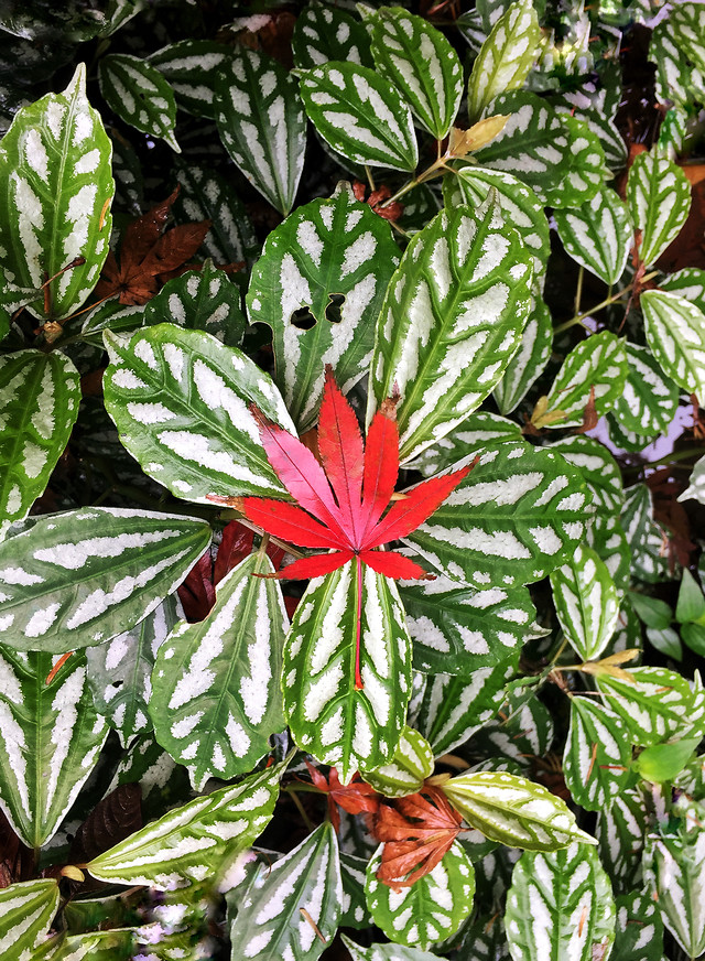 leaf-no-person-tree-nature-flora 图片素材