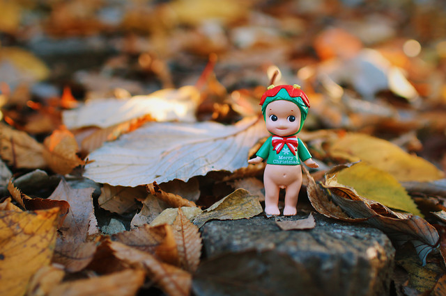 fall-no-person-wood-leaf-nature 图片素材