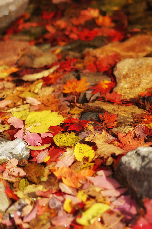 fall-no-person-leaf-food-maple 图片素材