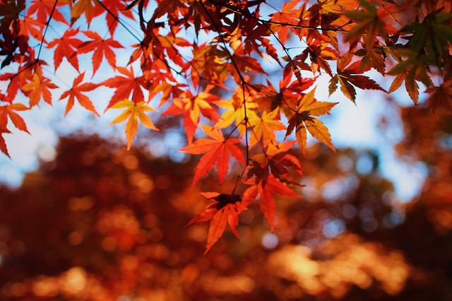 leaf-fall-no-person-maple-leaf-nature 图片素材