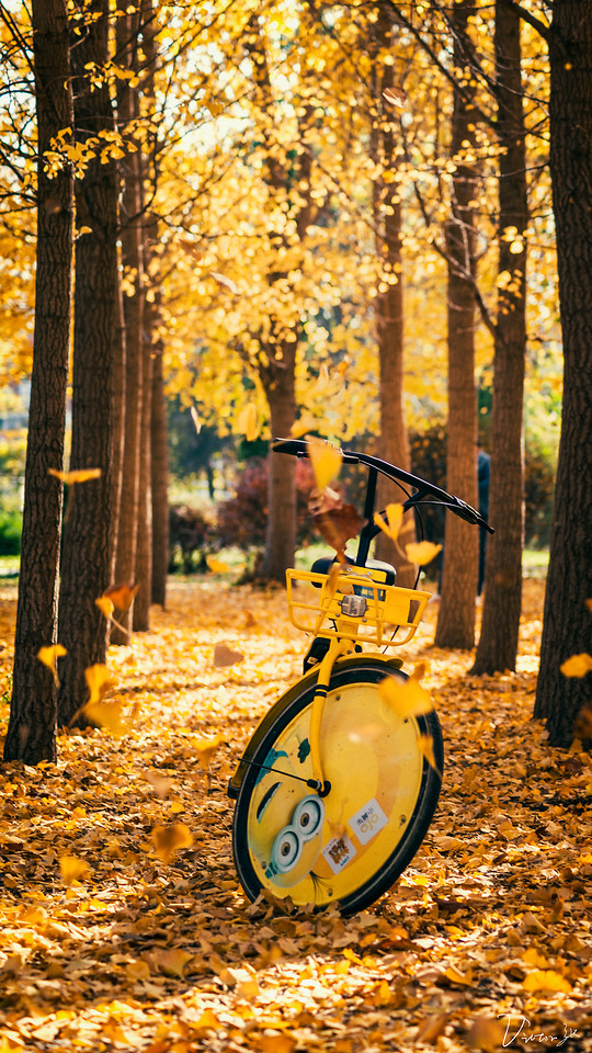 fall-wood-tree-leaf-season 图片素材