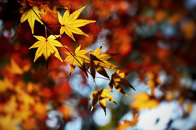 fall-leaf-no-person-nature-maple 图片素材