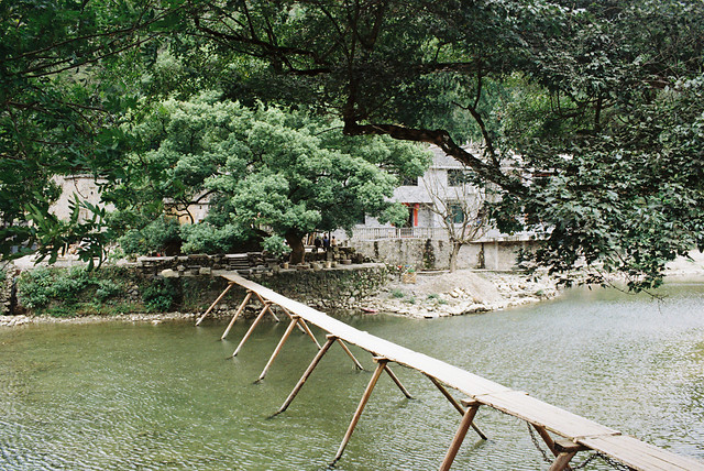 water-tree-wood-nature-river 图片素材