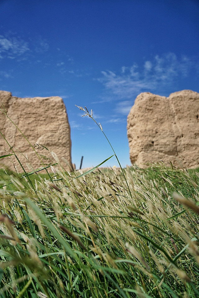 nature-grass-landscape-sky-field 图片素材