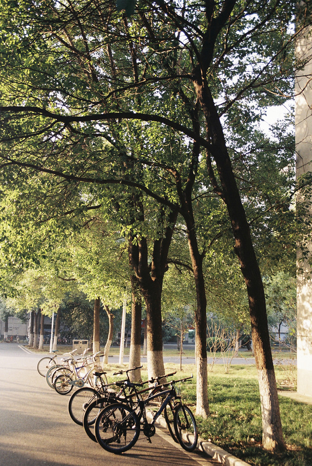tree-wood-no-person-nature-landscape 图片素材