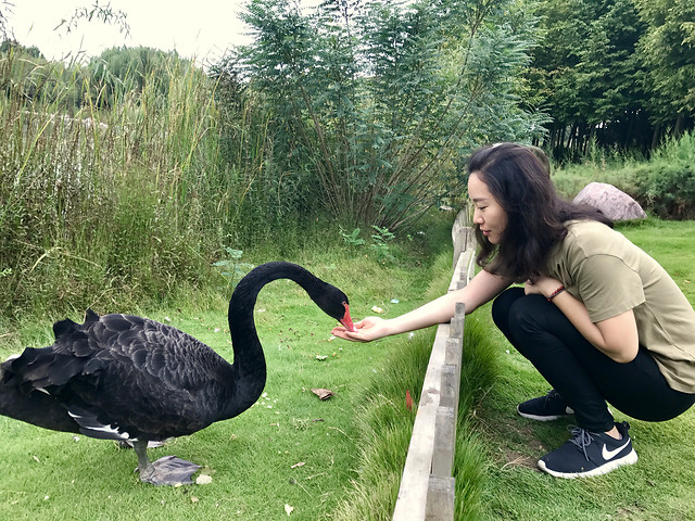 nature-outdoors-grass-landscape-park 图片素材