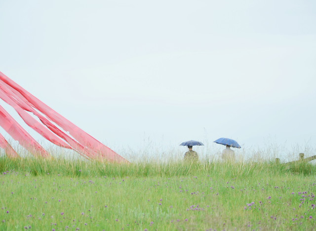 grass-nature-grassland-outdoors-no-person 图片素材