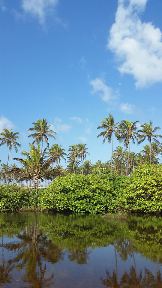 tropical-palm-no-person-water-tree picture material