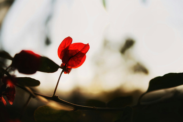 flower-blur-red-nature-no-person 图片素材