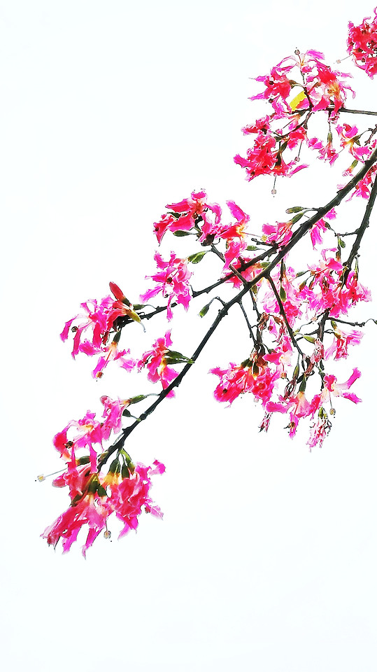 nature-branch-flora-flower-leaf 图片素材