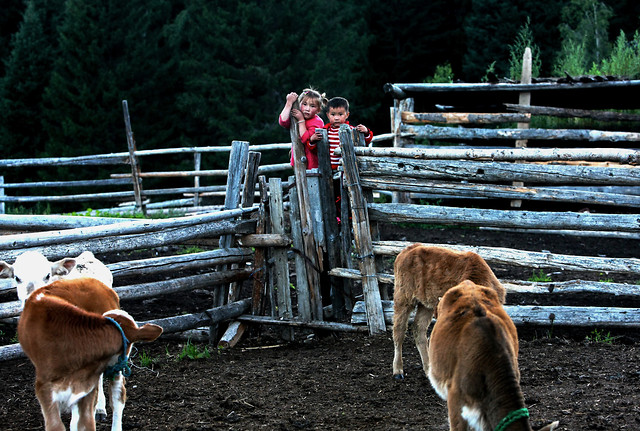 mammal-livestock-farm-two-fence picture material