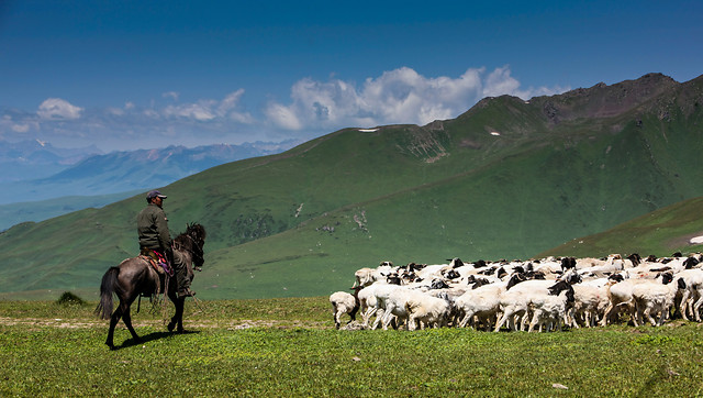 livestock-mammal-sheep-farm-agriculture 图片素材