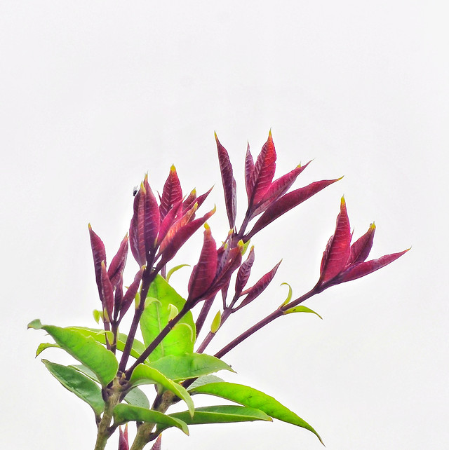 nature-leaf-flora-growth-flower 图片素材