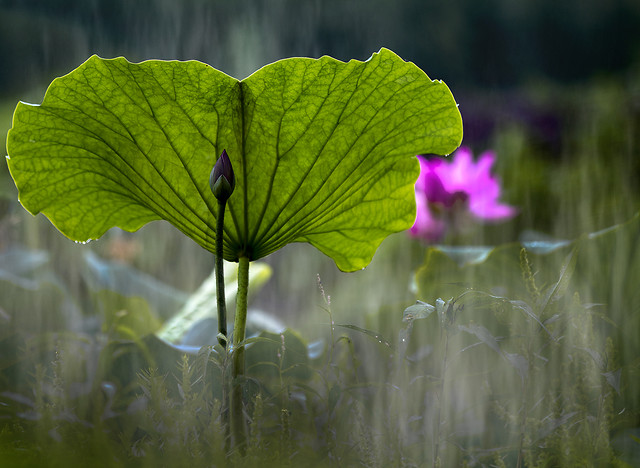 flower-nature-flora-leaf-summer 图片素材