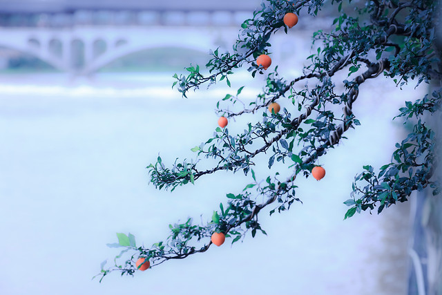 tree-desktop-winter-branch-flower 图片素材