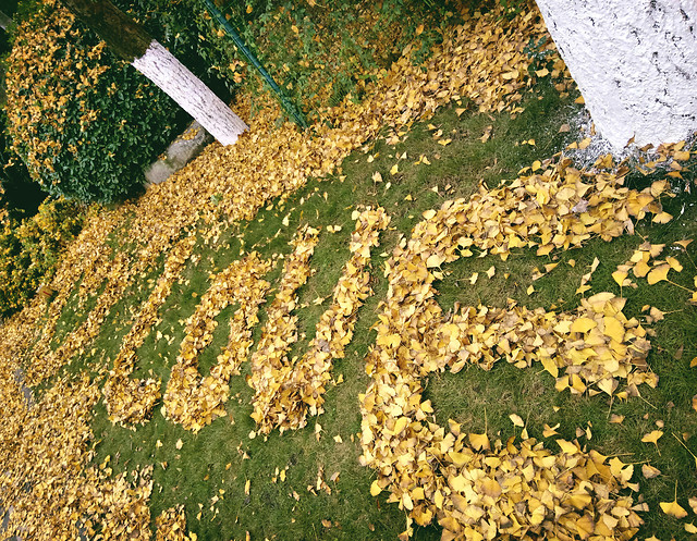 leaf-fall-no-person-nature-outdoors 图片素材