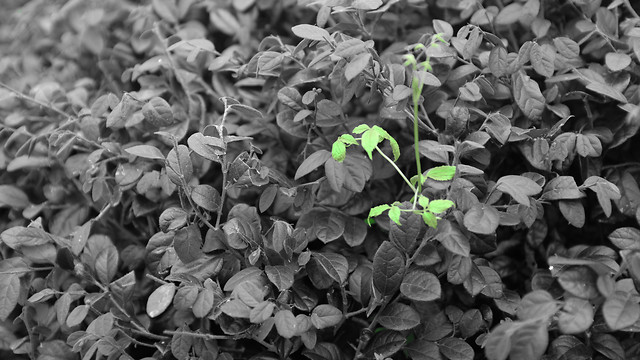 leaf-flora-desktop-closeup-nature 图片素材