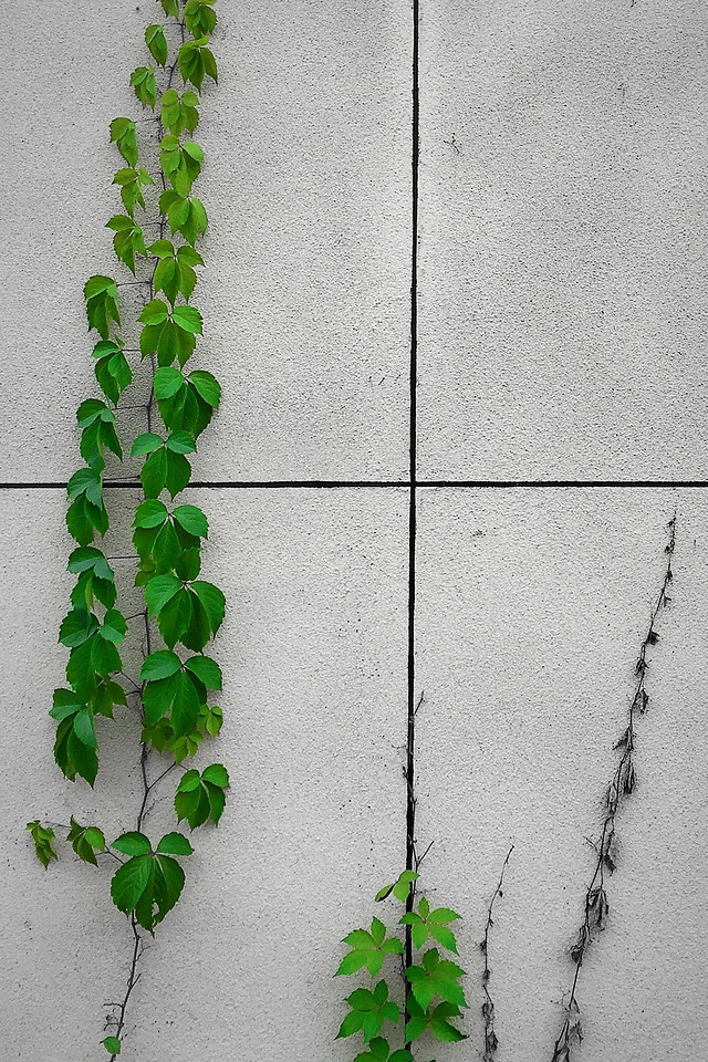 leaf-flora-desktop-no-person-ivy 图片素材