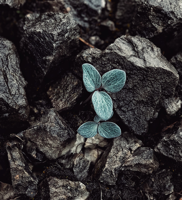 leaf-nature-no-person-flora-outdoors 图片素材