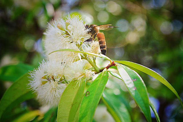 nature-insect-leaf-flora-bee picture material