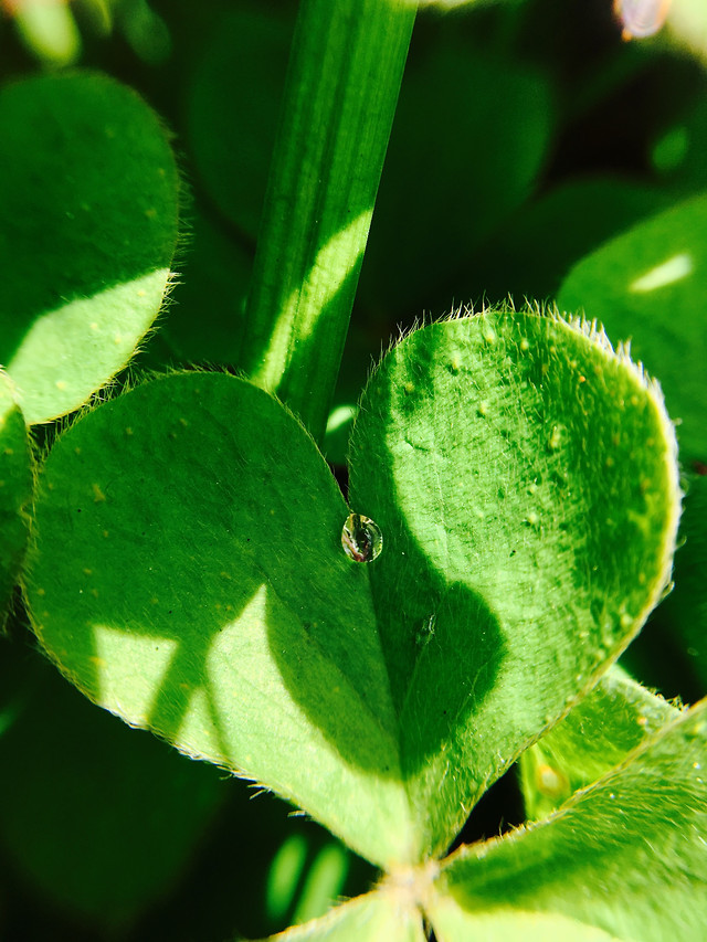 leaf-nature-flora-clover-no-person 图片素材