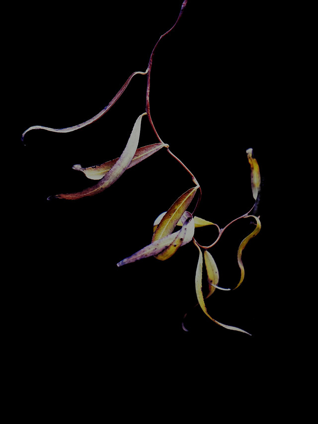 flower-no-person-art-color-light 图片素材