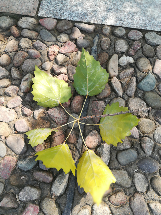 leaf-nature-stone-desktop-texture 图片素材