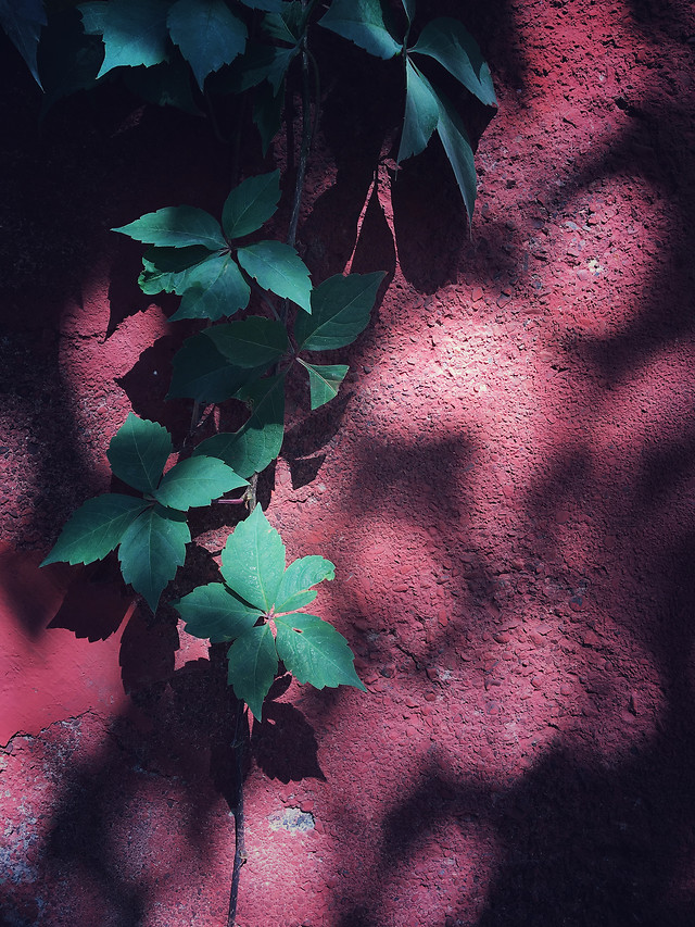 leaf-no-person-green-abstract-texture picture material