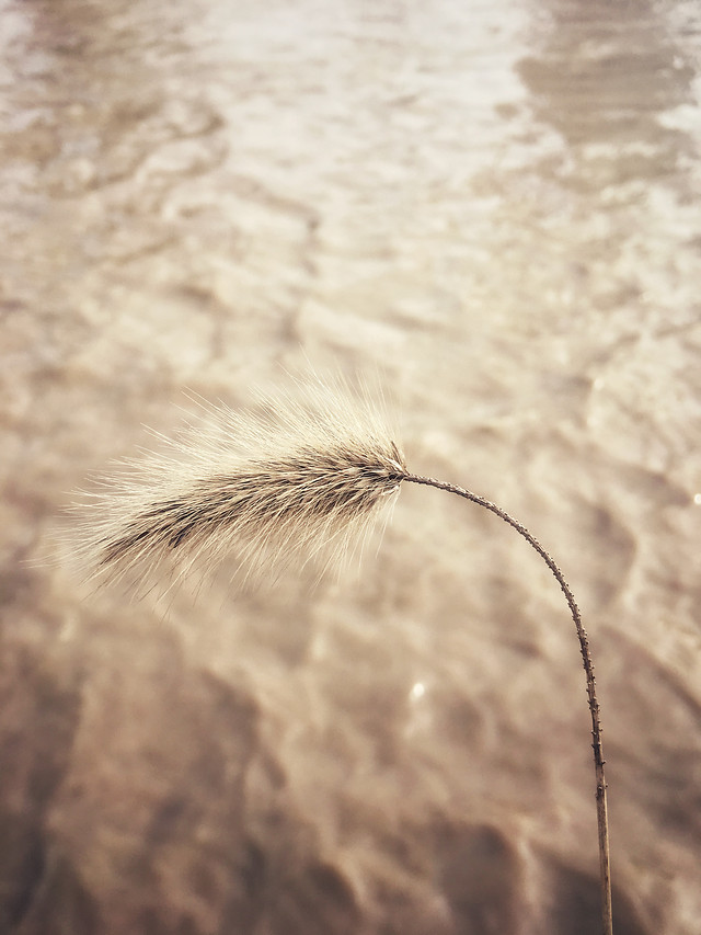 nature-no-person-outdoors-beach-summer 图片素材