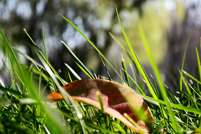 grass-nature-leaf-outdoors-summer 图片素材