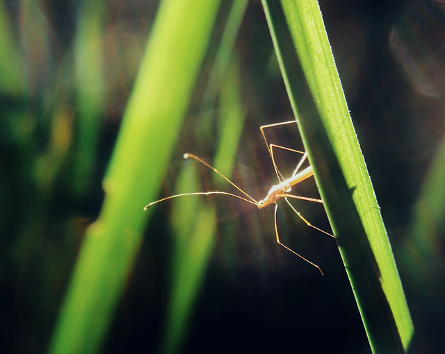 spider-insect-nature-invertebrate-wildlife 图片素材