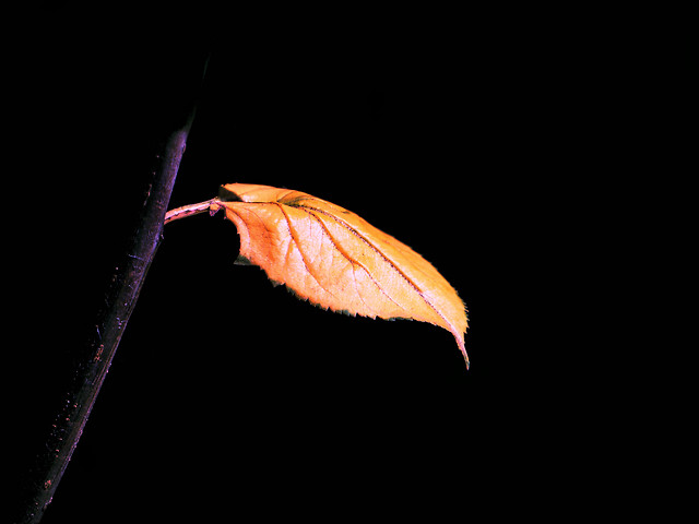 no-person-leaf-nature-one-invertebrate 图片素材