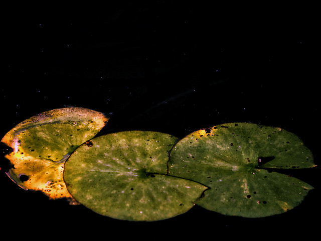 no-person-leaf-nature-water-food 图片素材