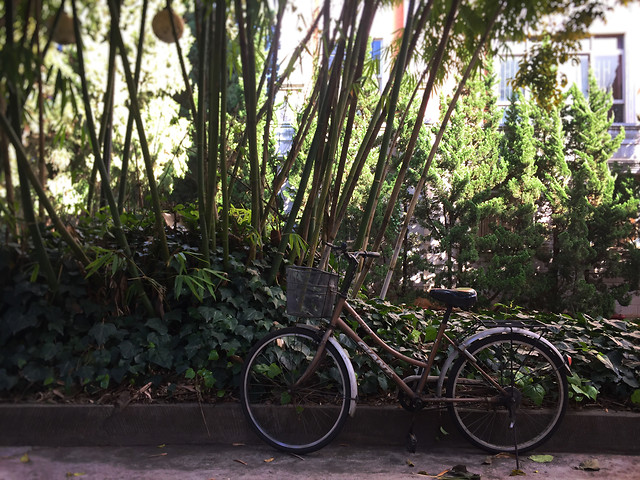 wood-leaf-land-vehicle-tree-bicycle 图片素材