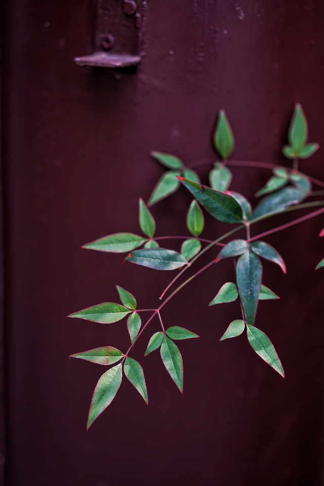 no-person-leaf-green-desktop-flora 图片素材