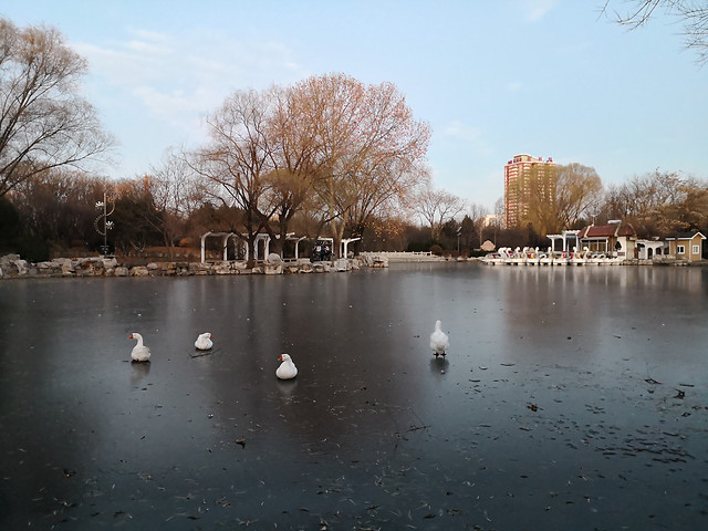 winter-tree-water-reflection-no-person picture material