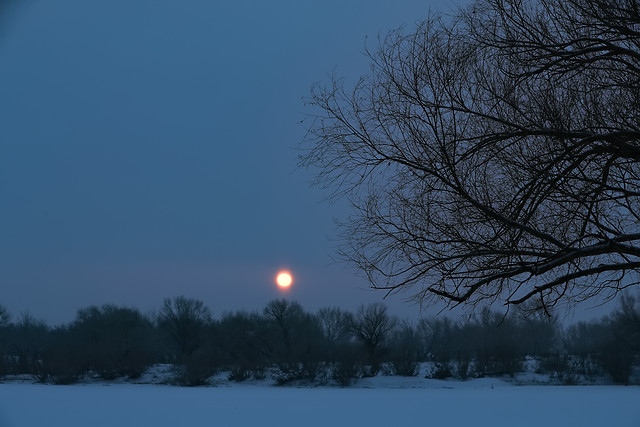 winter-snow-tree-cold-landscape 图片素材