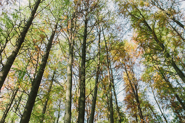 wood-leaf-nature-fair-weather-tree 图片素材