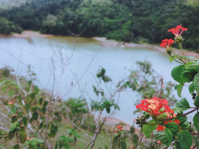 flower-nature-tree-flora-landscape 图片素材